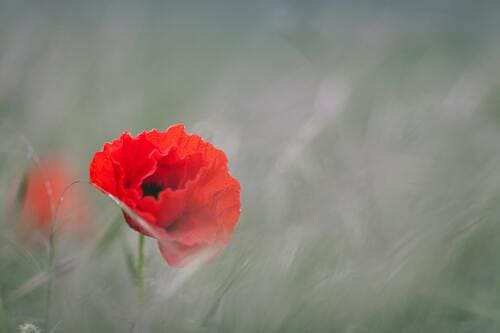 Poppy